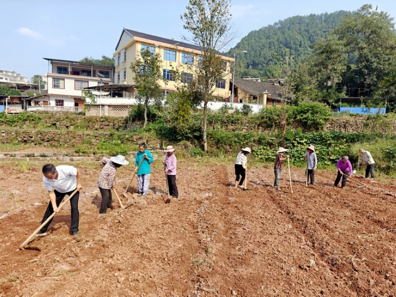 1、同民镇红旗村油菜育苗点，农民们紧锣密鼓地开展油菜育苗工作。